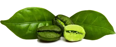 Green Coffee Bean